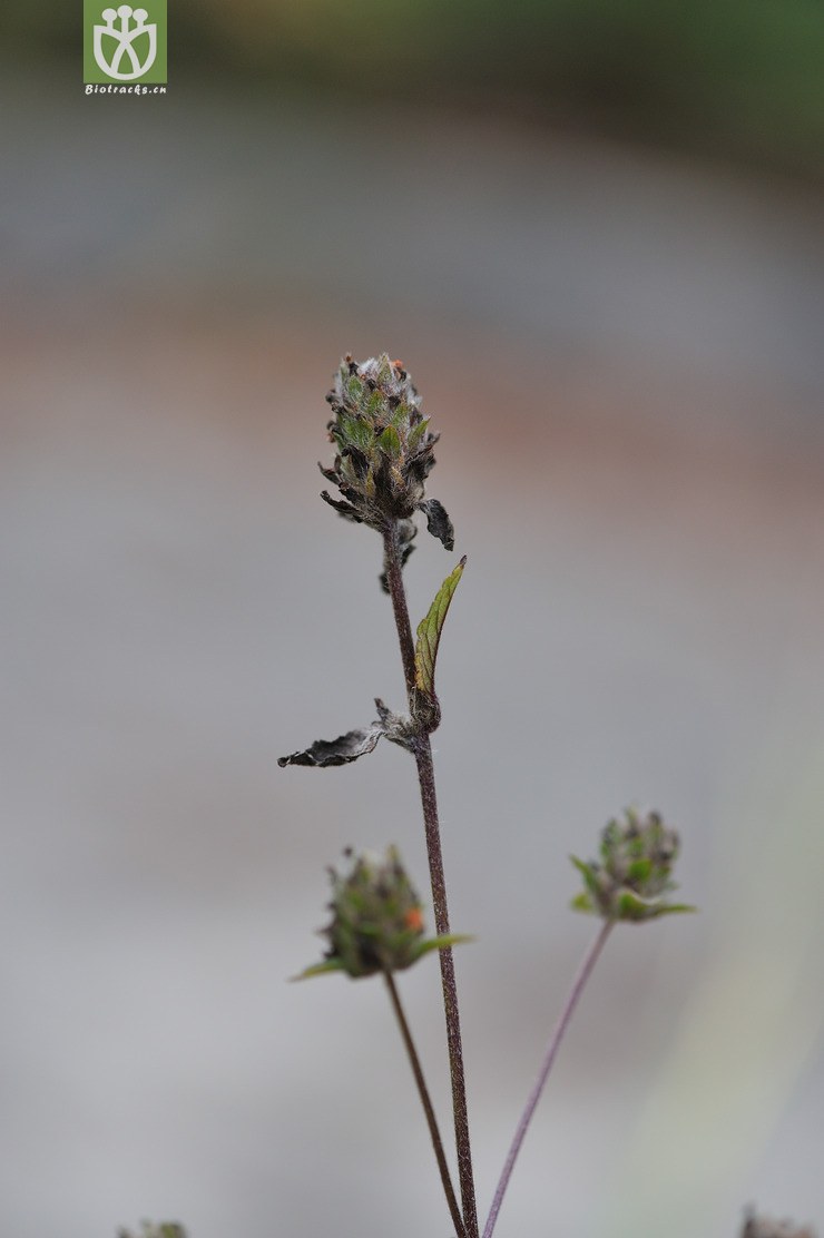 球花毛麝香 adenosma indianum-.jpg 相邻时间拍摄的照片    31张