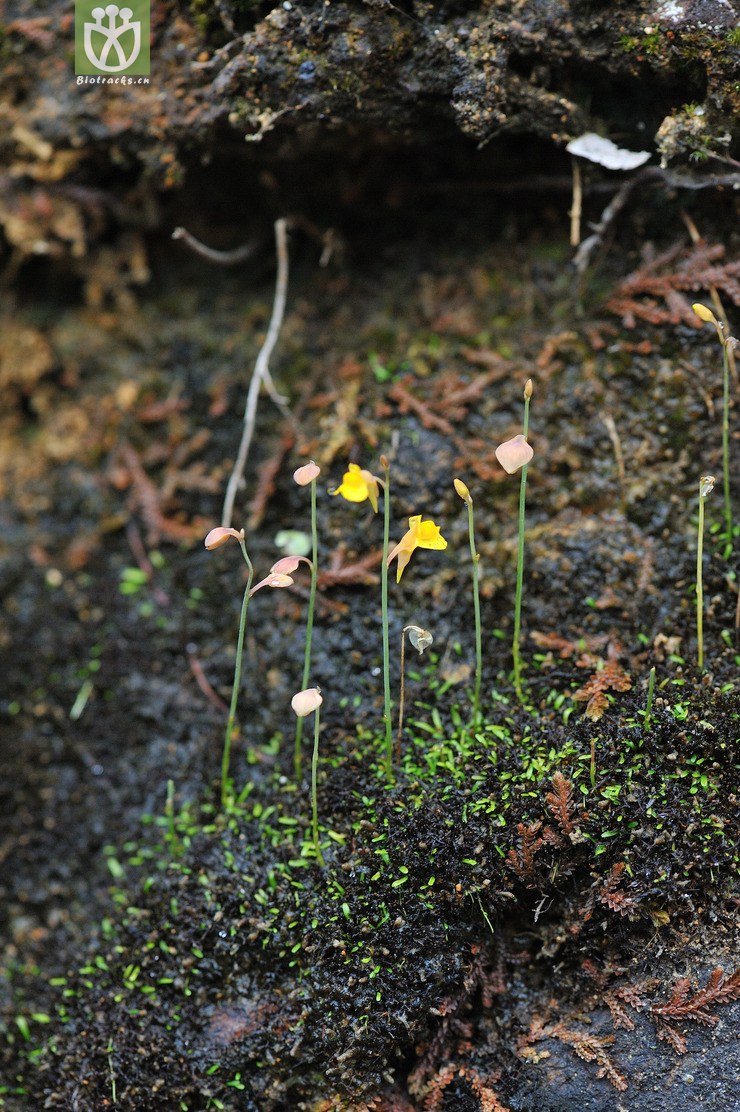 挖耳草 utricularia bifida-.jpg