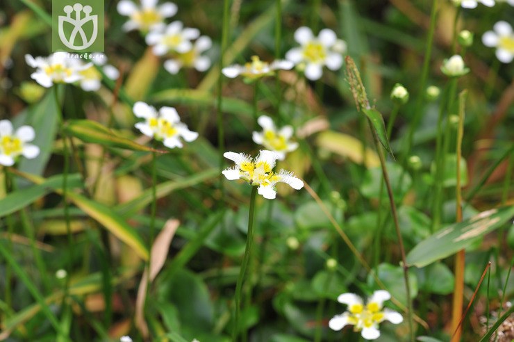 鸡肫梅花草 parnassia wightiana-46.