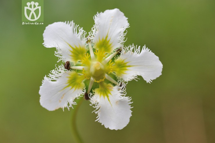 100% 鸡肫梅花草 parnassia wightiana--23.