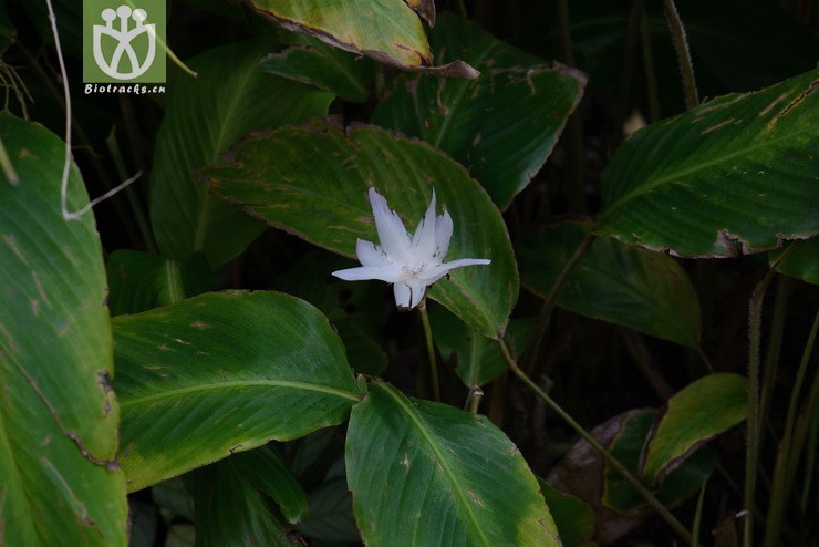 白竹芋 calathea loeseneri-6504.jpg 相邻时间拍摄的照片      张