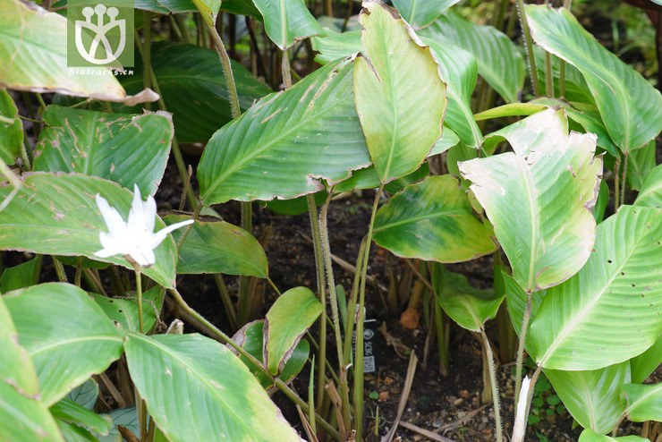 白竹芋 calathea loeseneri-6505.jpg 相邻时间拍摄的照片      张