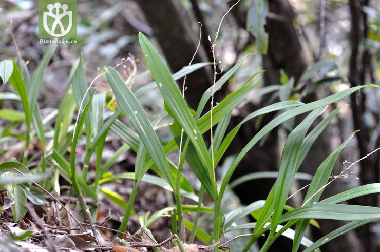 长茎羊耳蒜 liparis viridiflora-9998.