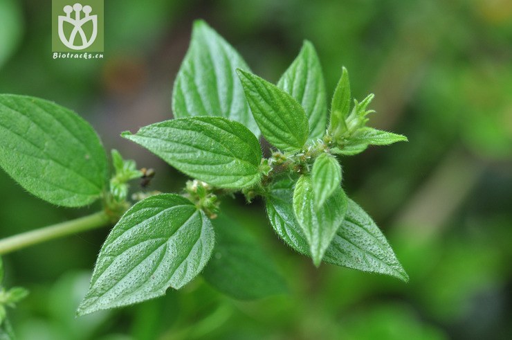 雾水葛 pouzolzia zeylanica--4.jpg 相邻时间拍摄的照片      张