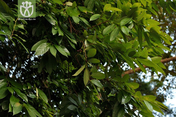 禾串树 bridelia balansae-9628.jpg 相邻时间拍摄的照片     张