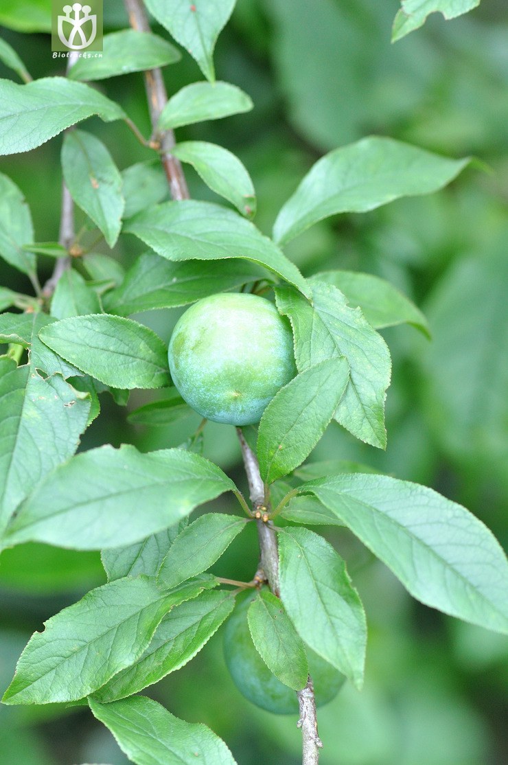 图片信息-kingdonia-植物云数据