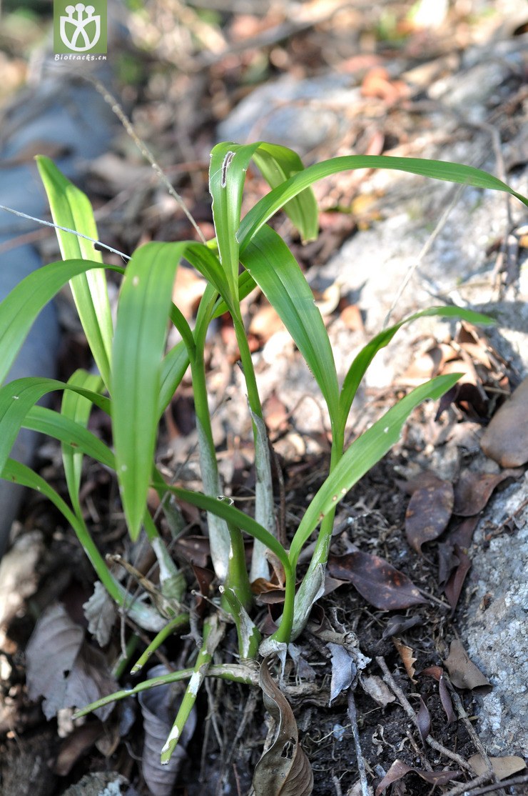 长茎羊耳蒜 liparis viridiflora-9986.
