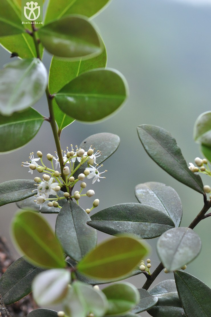 凹叶冬青 ilex championii-5094.jpg 相邻时间拍摄的照片      张