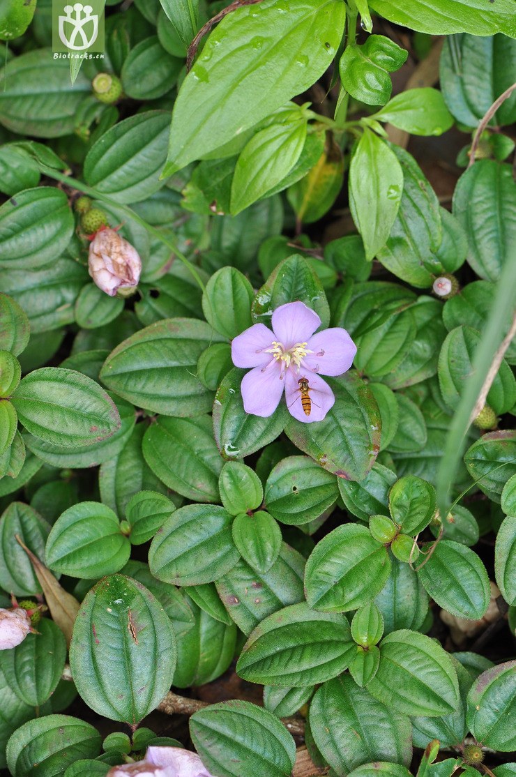 地菍 melastoma dodecandrum-6886.jpg 相邻时间拍摄的照片      张
