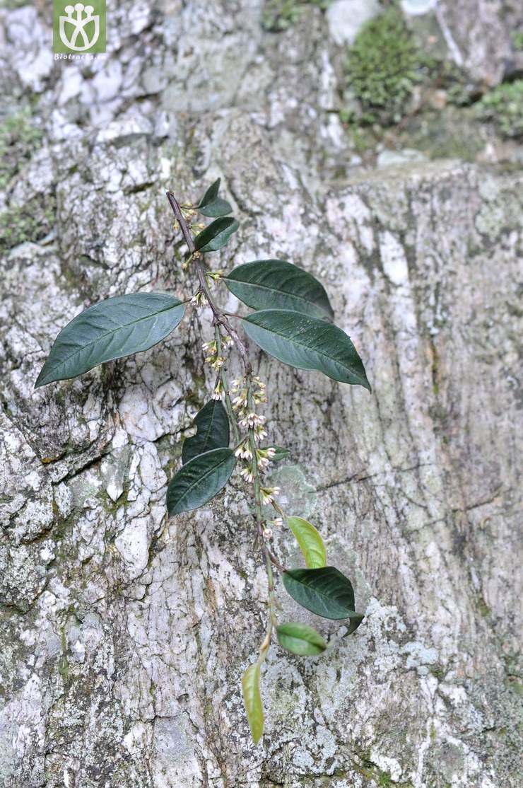 图片信息-kingdonia-植物云数据