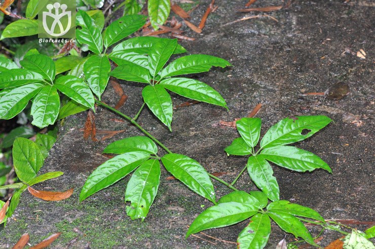 扁担藤 tetrastigma planicaule-3200.