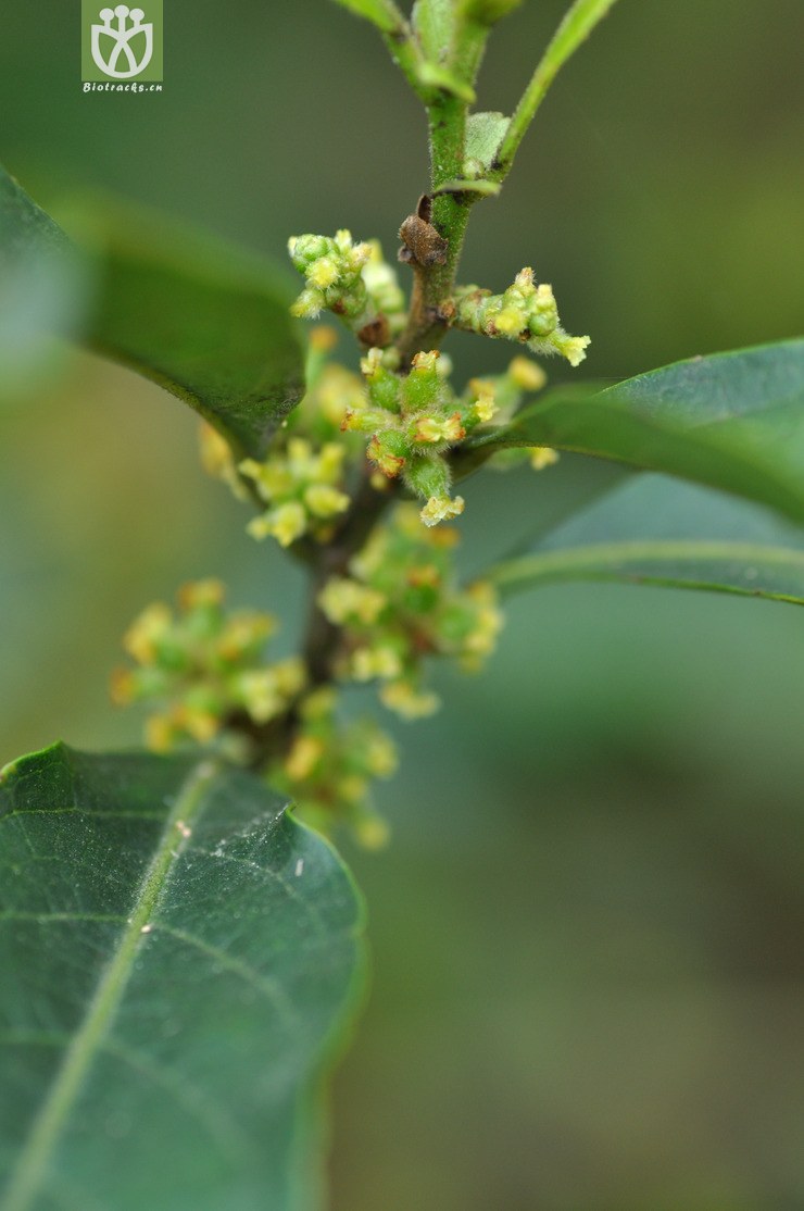 银柴 aporosa dioica-4146.jpg 相邻时间拍摄的照片     张