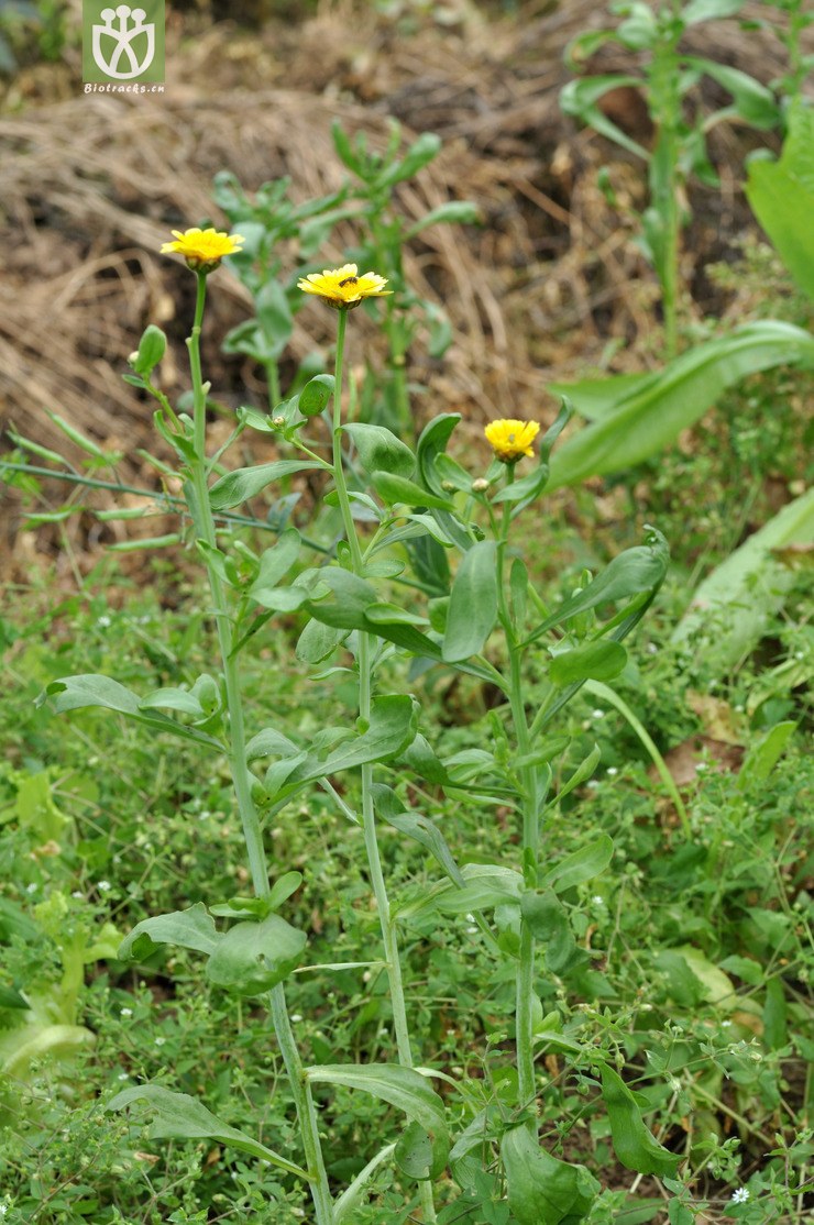 南茼蒿 glebionis segetum-3868.jpg 相邻时间拍摄的照片      张