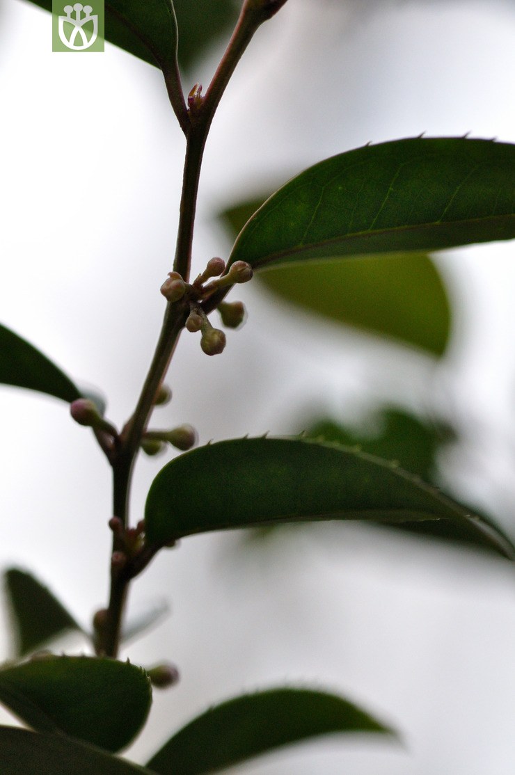 毛冬青 ilex pubescens-2294.jpg 相邻时间拍摄的照片      张