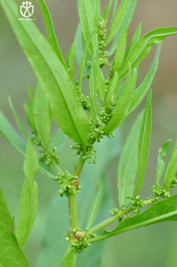 长刺酸模 rumex trisetifer