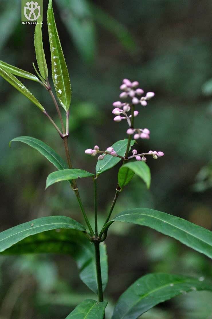 图片信息-kingdonia-植物云数据