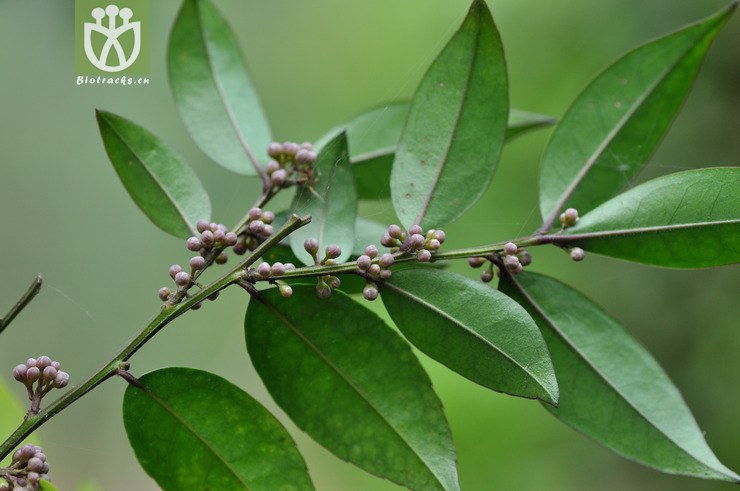 毛冬青 ilex pubescens-4205.jpg 相邻时间拍摄的照片      张