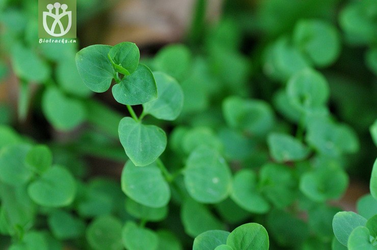 荷莲豆草 drymaria cordata-4527.jpg 相邻时间拍摄的照片      张