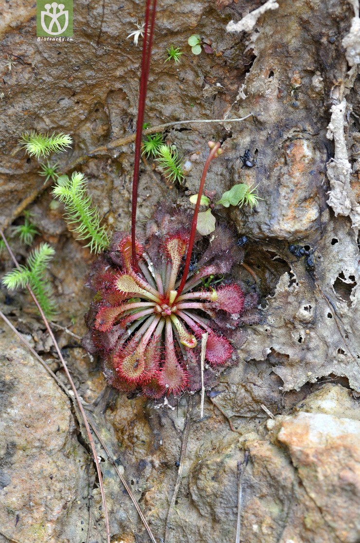 图片信息-kingdonia-植物云数据