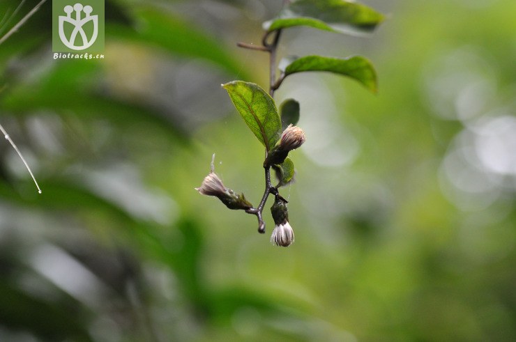 毒根斑鸠菊 vernonia cumingiana-3524.
