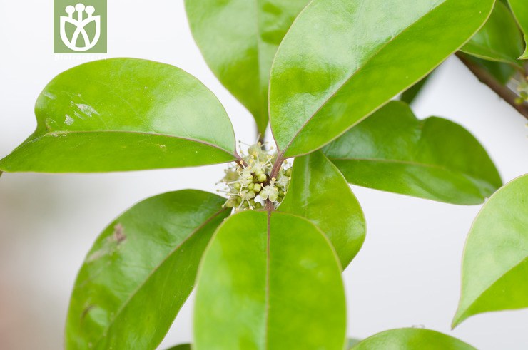 铁冬青 ilex rotunda-4030.jpg