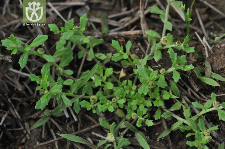 石胡荽 centipeda minima-2955.jpg 相邻时间拍摄的照片      张