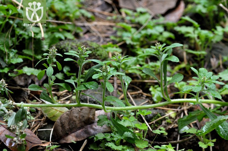 匙叶合冠鼠麴草 gamochaeta pensylvanica-2787.jpg