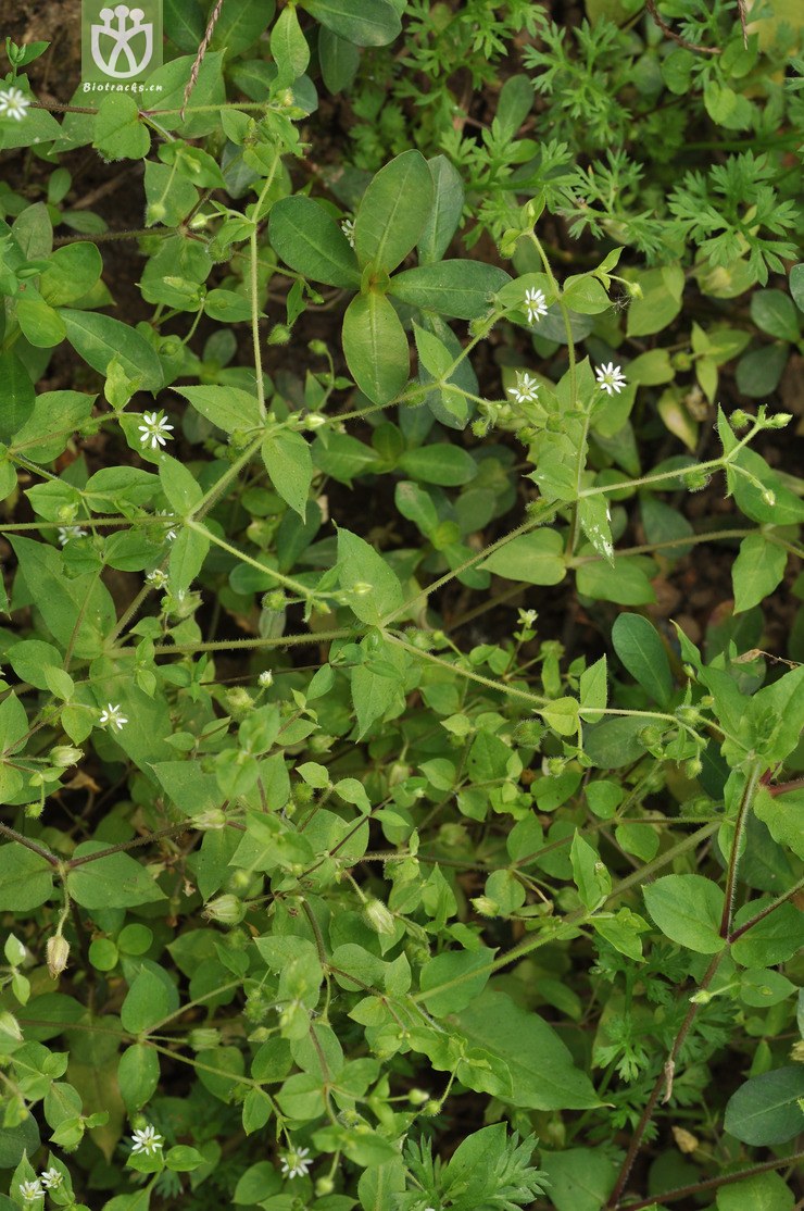 鹅肠菜 myosoton aquaticum-3847.jpg 相邻时间拍摄的照片      张