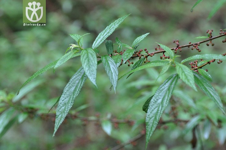 图片信息-kingdonia-植物云数据