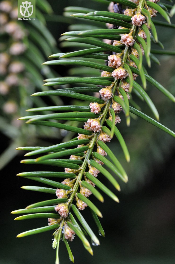 矮紫杉 taxus cuspidata'nana-7134.