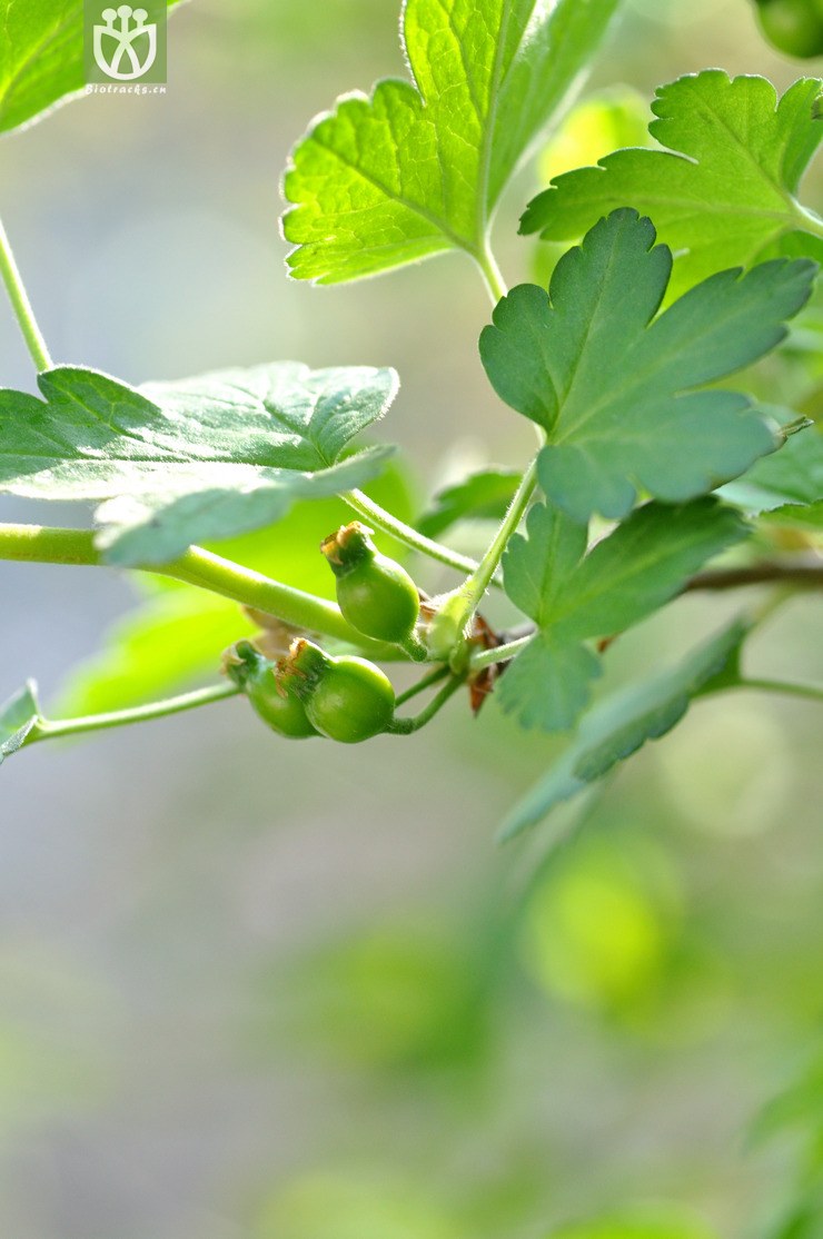 香茶藨子 ribes odoratum-8341.jpg