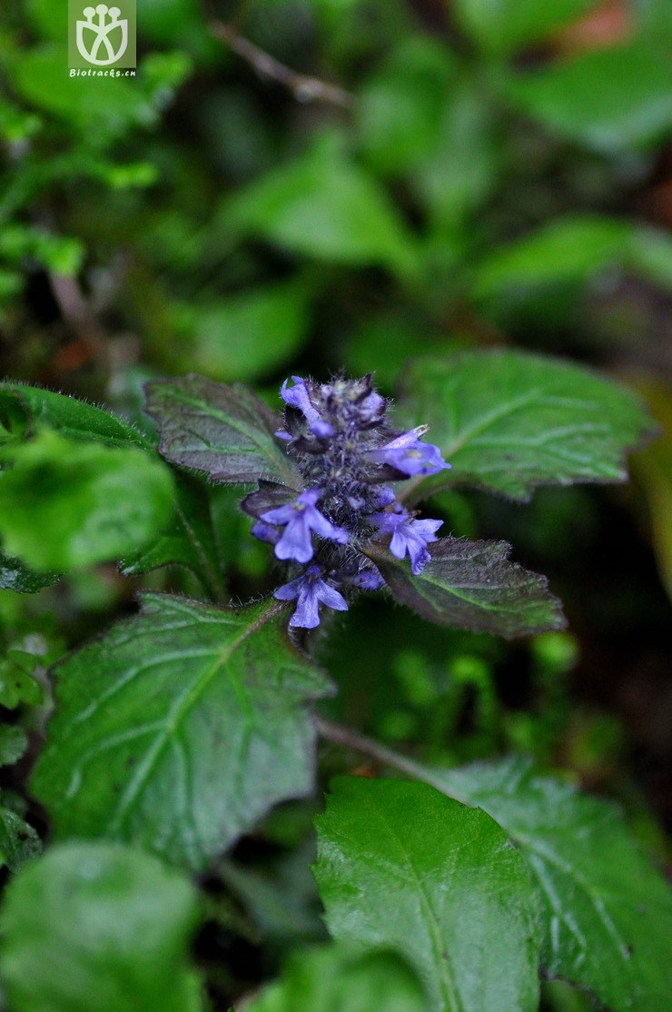 图片信息-kingdonia-植物云数据
