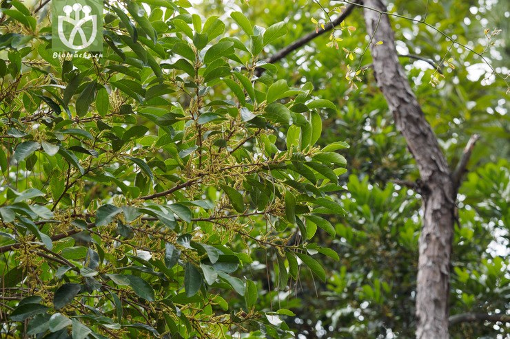 银柴 aporosa dioica-90093.jpg 相邻时间拍摄的照片      张