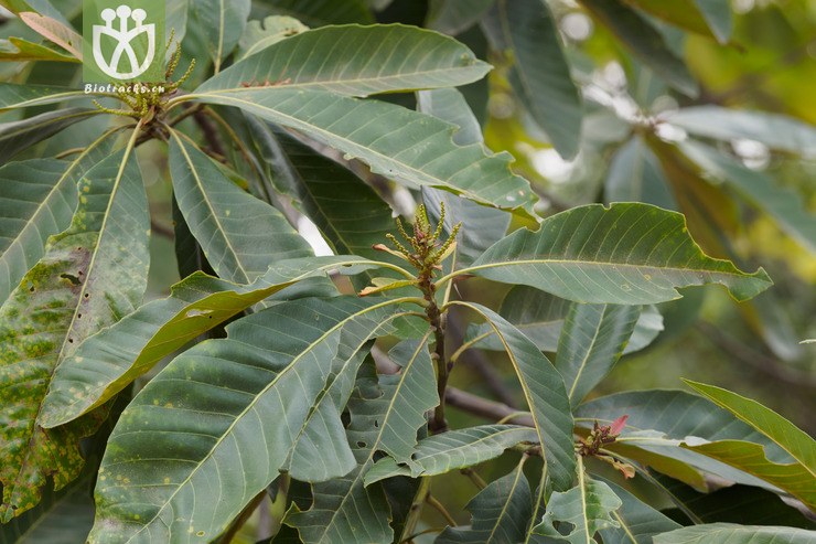 100% 黧蒴锥 castanopsis fissa-90082.