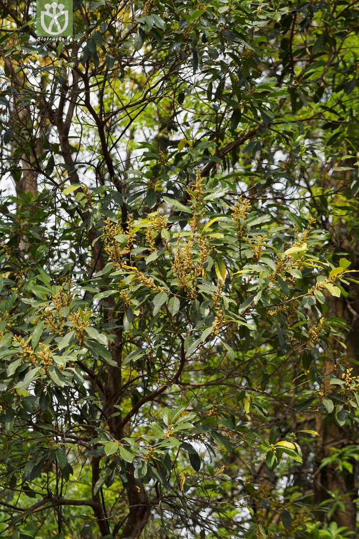 银柴 aporosa dioica-90132.jpg 相邻时间拍摄的照片      张