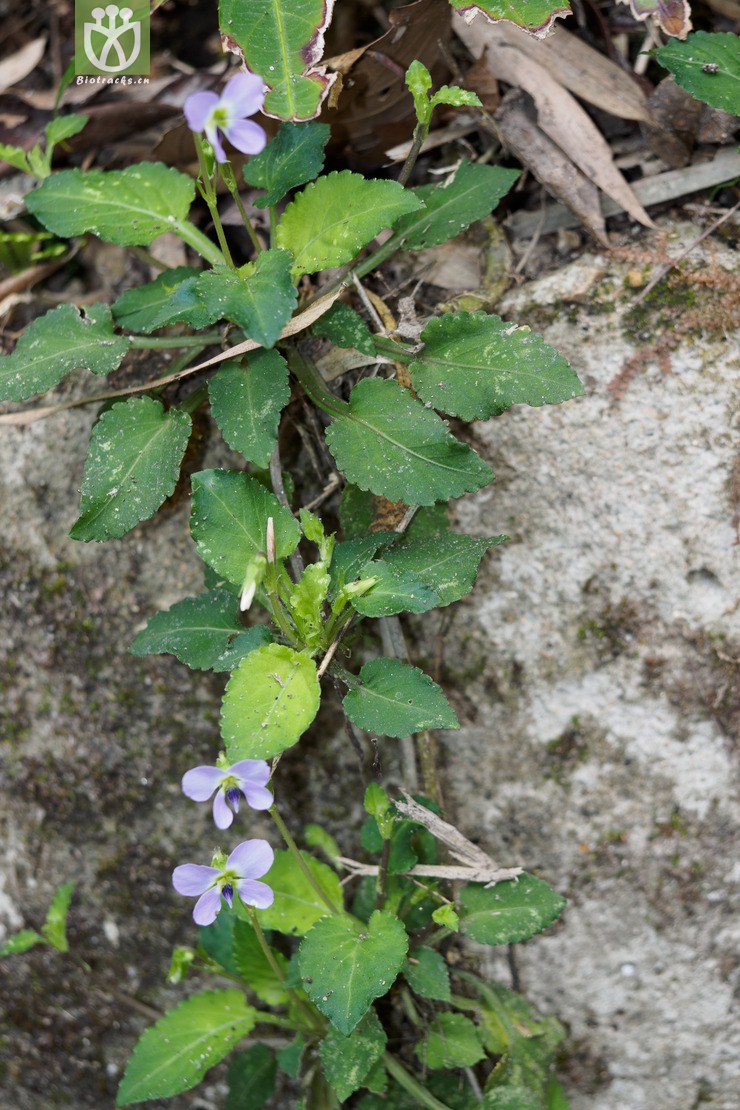 南岭堇菜 viola nanlingensis-00487.jpg 相邻时间拍摄的照片      张