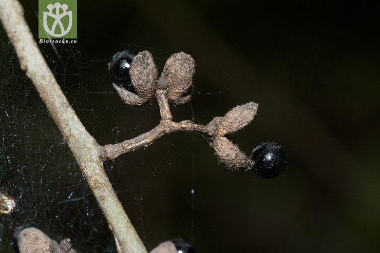 簕欓花椒 zanthoxylum avicennae-00483.