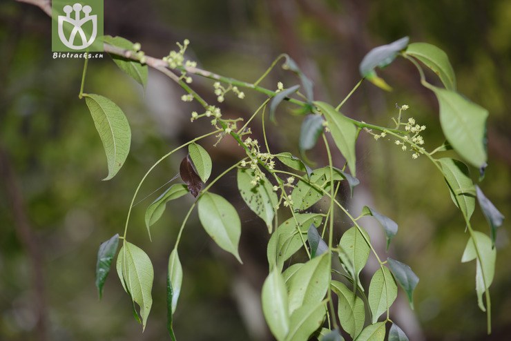 100% 簕欓花椒 zanthoxylum avicennae-6973.