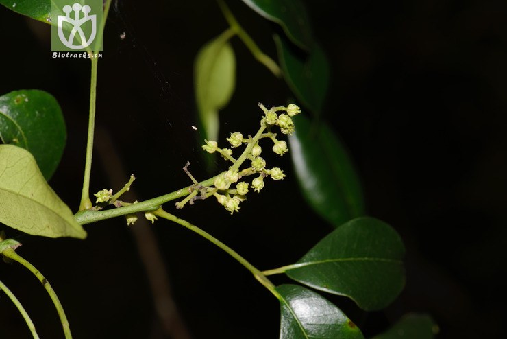 簕欓花椒 zanthoxylum avicennae-6980.