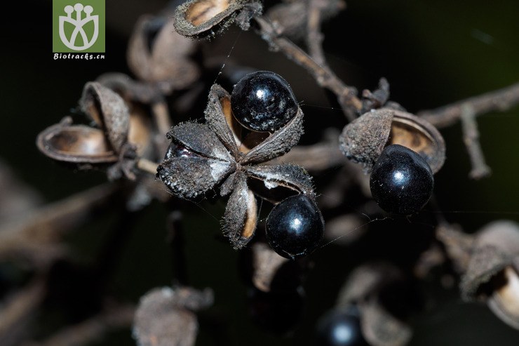 100% 簕欓花椒 zanthoxylum avicennae-00479.