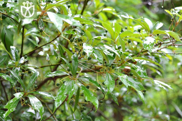 红楠 machilus thunbergii-9590.jpg 相邻时间拍摄的照片      张