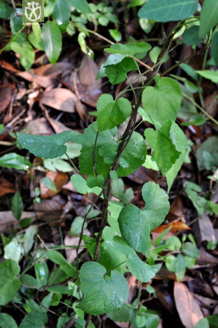 金钱豹 campanumoea javanica-9814.jpg 相邻时间拍摄的照片      张