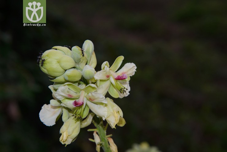 喙莢雲實 caesalpinia minax-7009.jpg 相鄰時間拍攝的照片 張