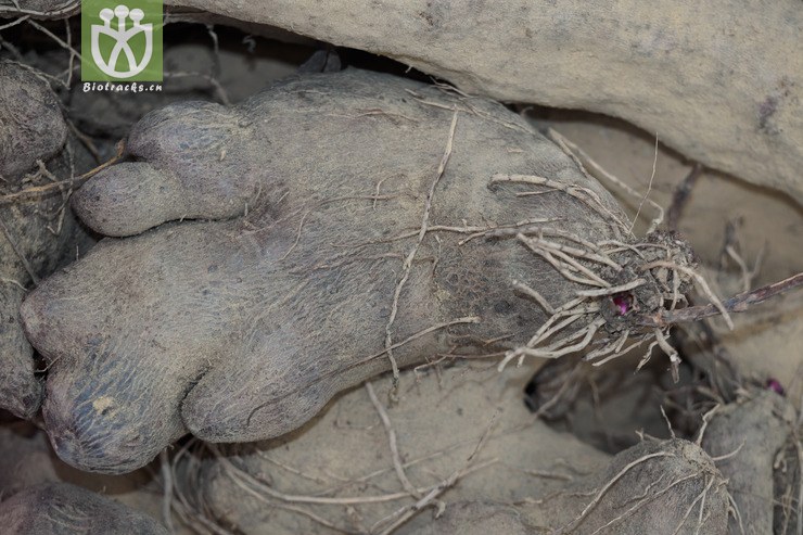 参薯 dioscorea alata-80439.jpg 相邻时间拍摄的照片      张