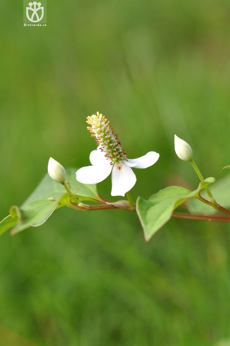 图片信息-kingdonia-植物云数据