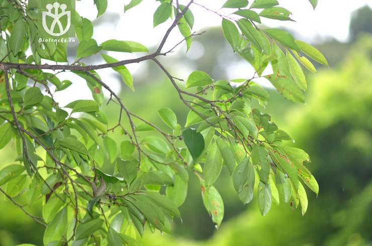 罗浮柿 diospyros morrisiana-0828.jpg 相邻时间拍摄的照片     张