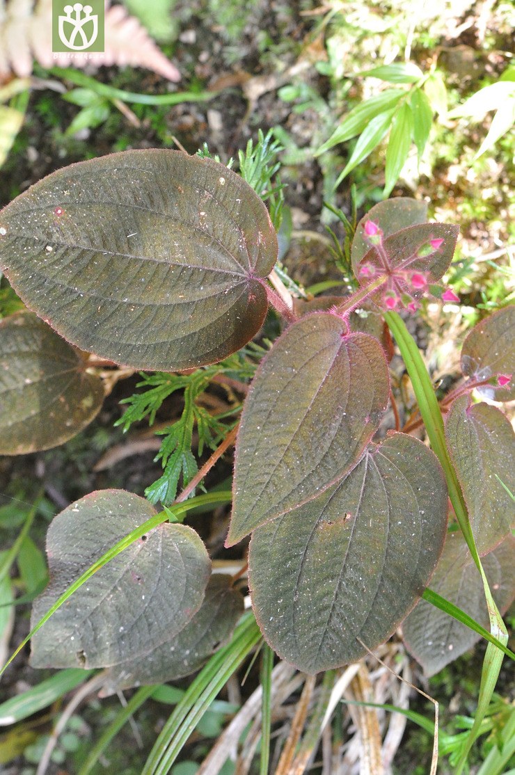 叶底红 bredia fordii-0880.jpg 相邻时间拍摄的照片      张