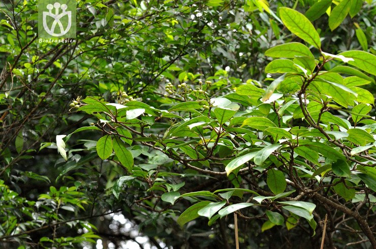 长花厚壳树 ehretia longiflora-0292.