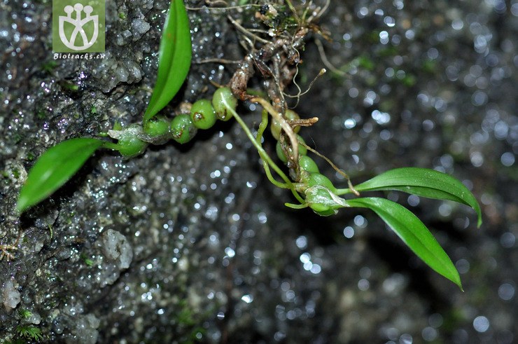 镰翅羊耳蒜 liparis bootanensis-0206.jpg