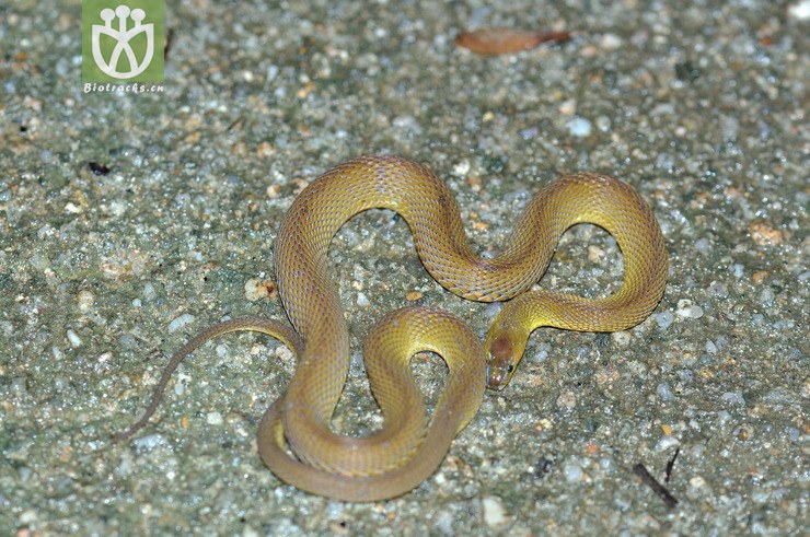 achalinus rufescens 棕脊蛇-0767.jpg